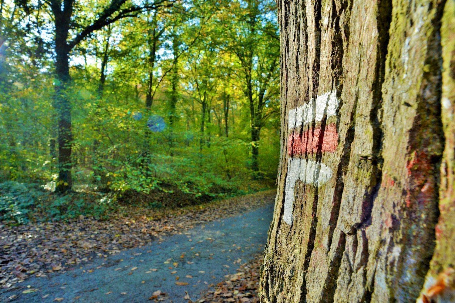 Randonneurs dans la forêt de Rennes