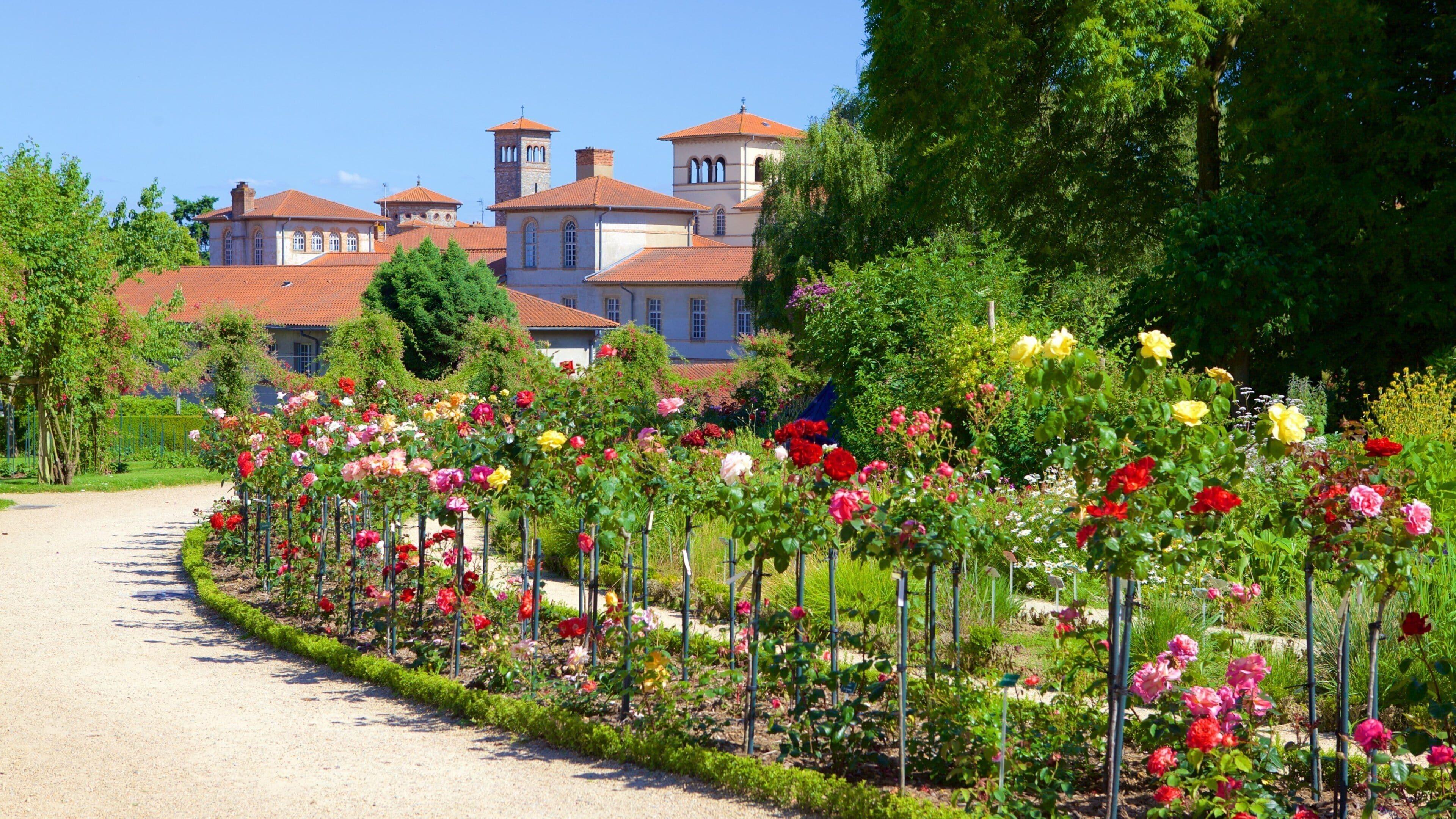 Thabor park Rennes roses